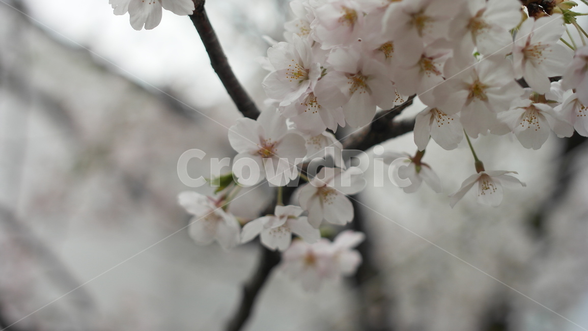 봄,벚꽃,꽃,자연,이쁜,식물,자연,plants,nature,꽃,flower