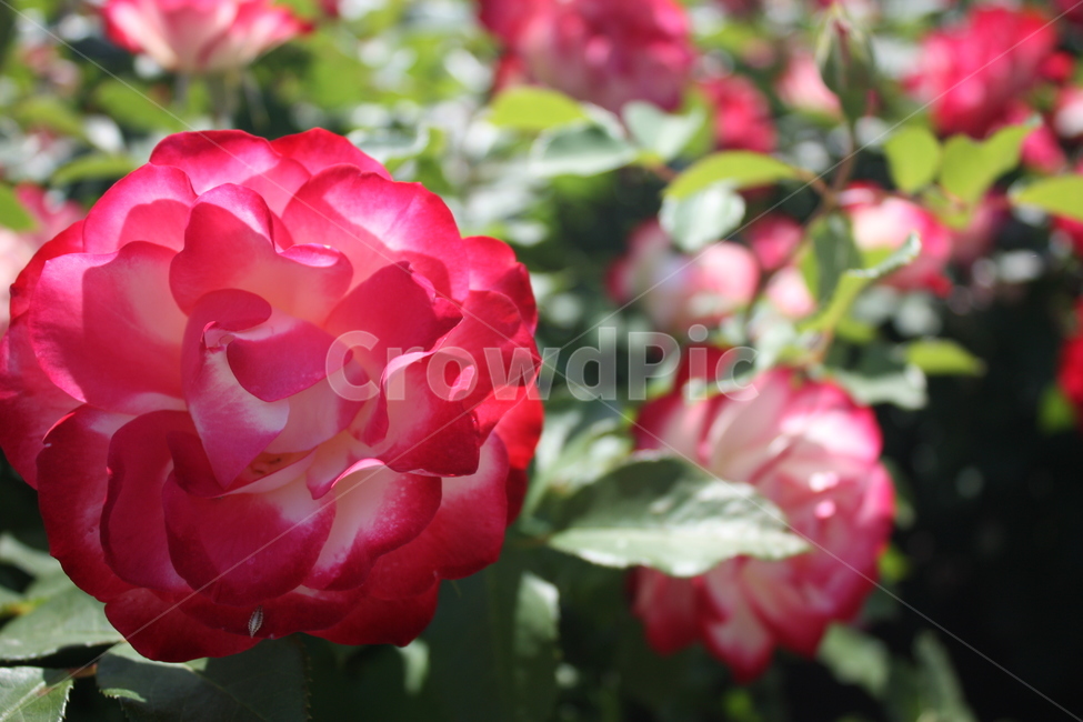 여름,장미,6월,꽃,덩굴,자연광,식물,자연,plants,nature,꽃,flower