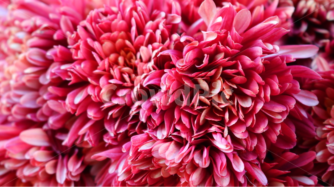 국화,꽃,국화꽃,식물,자연,가을,빨간색꽃,붉은색국화,식물,자연,plants,nature,꽃,flower
