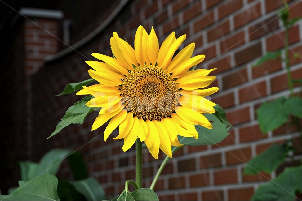 해바라기,노랑,꽃,식물,자연,bloom,sunflower,floral,plant,beautiful,flower,식물,자연,plants,nature,꽃,flower