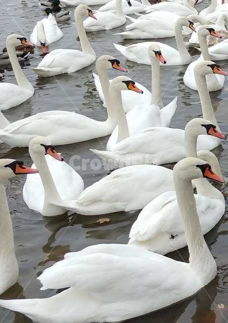 백조,강,흰,새,동물,조류,동물,animal,조류,새,birds