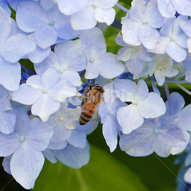 nature,bee,벌,자연,pland,식물,insect,곤충,honeybee,geranium,plant,flower,꽃