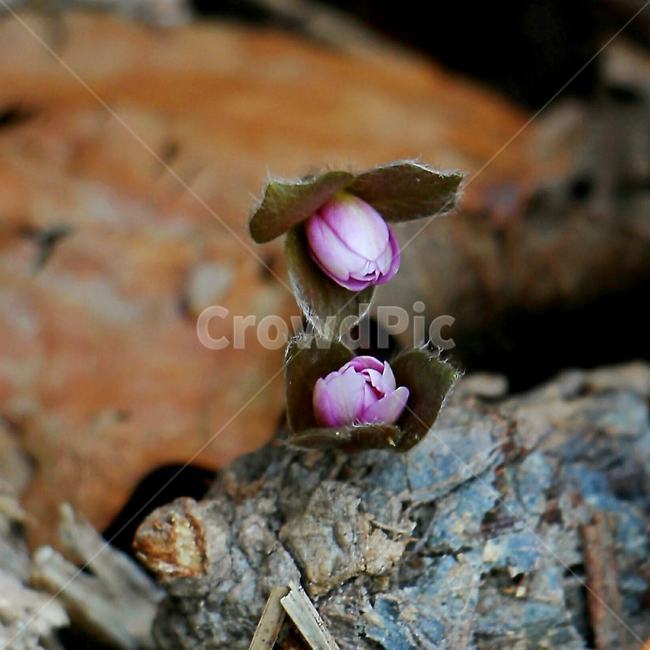 봄,노루귀,인사,전령사,spring,식물,자연,plants,nature,꽃,flower
