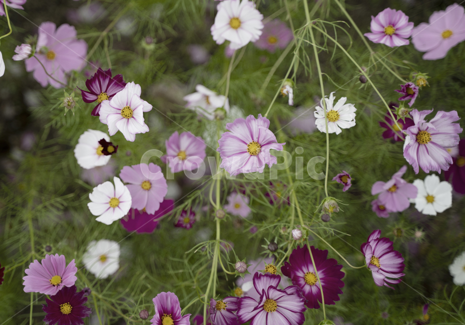 꽃,식물,코스모스,정원,가을,봄,flower,flowers,garden,plant,고화질,가을,계절,fall,autumn,season,식물,자연,plants,nature,꽃,flower,blossom,geranium,제라늄,potted plant,화분,vase,병 장식,jar,항아리,pottery,도기류