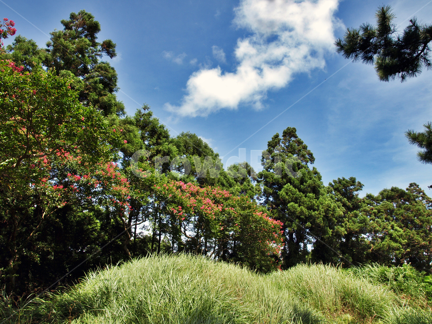 올레15코스,올레,제주,고내봉,푸른하늘,흰구름,자연,숲,자연,풍경,nature,landscape,outdoors,옥외,grassland,목초지,field,들