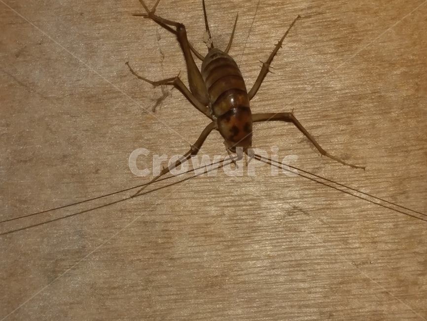 곱등이,공포,징그러움,혐오,혐오스러움,무척추동물,곤충,insect,곤충,벌레,insect,bug