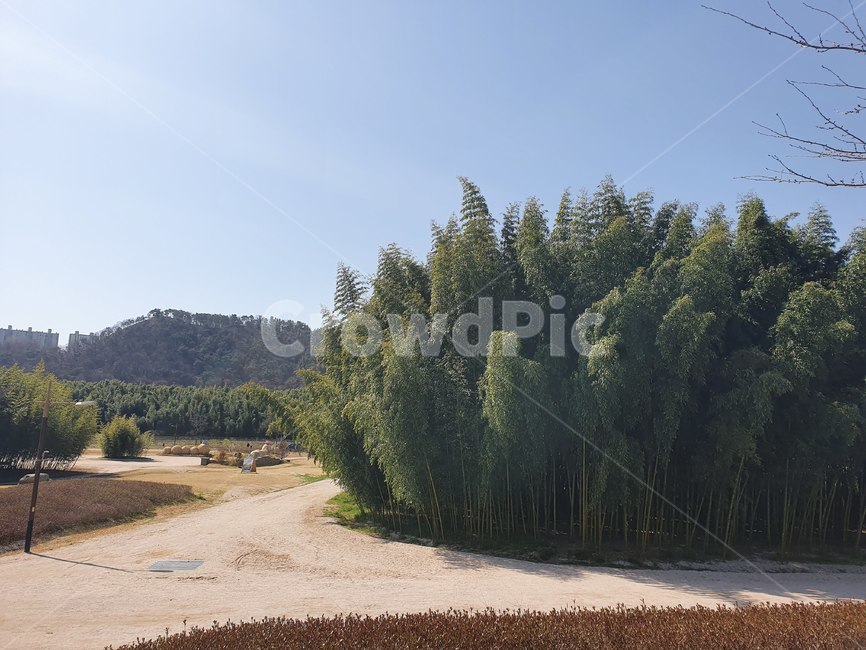 plant,식물,tree,나무,공원,산책,대나무,숲,하늘,봄,봄날,오솔길,산책길,forest,sky,spring,park,road,sand,울산,울산대공원,대공원