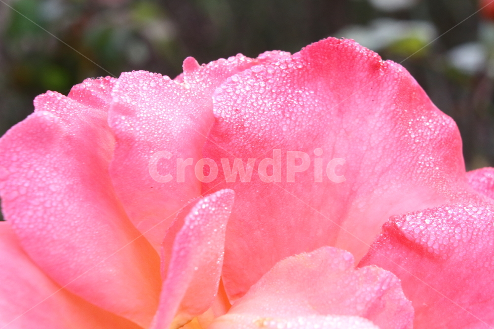장미,꽃,식물,정원수,rose,식물,자연,plants,nature,꽃,flower