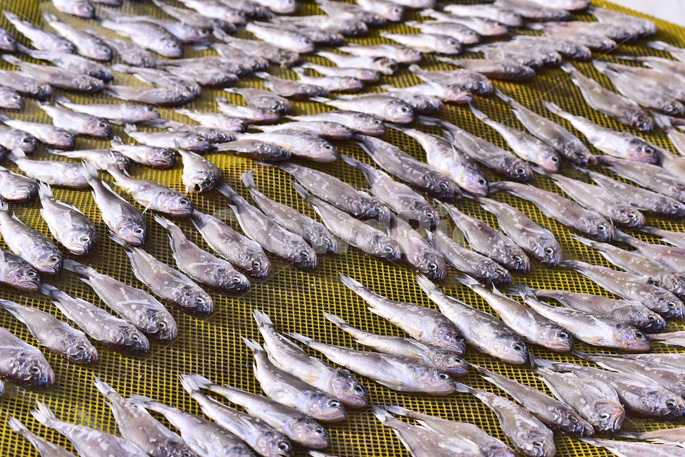 건어물,조기,수산물,건조,동물,fish,물고기,animal,해양생물,stockfish,driedfish,음식,식자재,식재료,푸드,food,반찬거리,튀김용,찜용,배경,바탕,백그라운드,토종,국산,우리것,바닷물고기,담백한맛,어린고기,수산시장,해물,어시장,수산물,해산물,fishery products,seafood