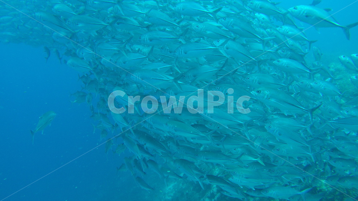 바다,sea,underwater,scuba,scubadiving,skinscuba,스킨스쿠버,스쿠버다이빙,수중사진,수중촬영,물고기떼,fish,fishes,전갱이,잭피쉬,jackfish,동물,animal,어류,물고기,fish