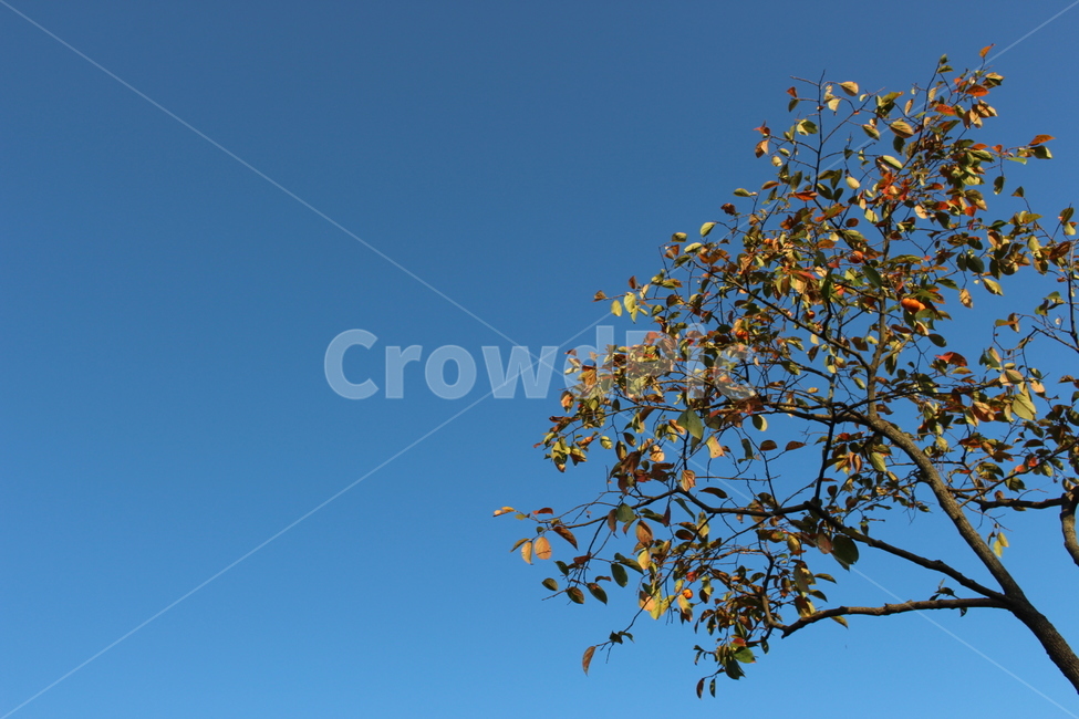 하늘,가을,낙엽,나무,하늘색,가을,계절,fall,autumn,season,자연,풍경,nature,landscape,plant,식물,leaf,잎