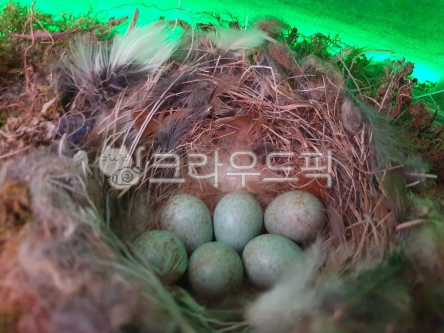 딱새알,부화,딱새둥지,둥지,새알