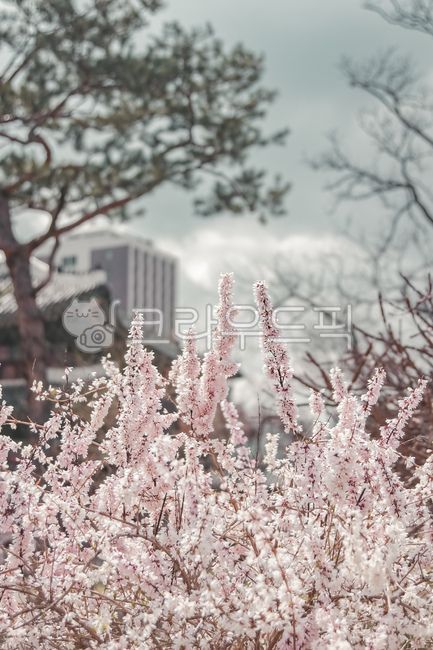 Cherry Blossom,Korean traditional culture,color,in full bloom,spring flowers,spring,beautiful,Changdeokgung Palace,tile,sight,plum blossom,wide open,gay,old fashioned,blossom,Changgyeonggung Palace,nature,Palace,oriental,Korean,flower,korea,traditional,Ha