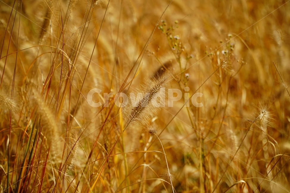 갈대밭,갈대,식물,자연,풀,plant,plants,풍경,landscape,nature,grass,가을,계절,fall,season,autumn,강아지풀,한국풍경,한국자연,가을,계절,fall,autumn,season,식물,자연,plants,nature,감성,sensible,feeling,잔디,vegetable,야채,food,음식,grain,곡물