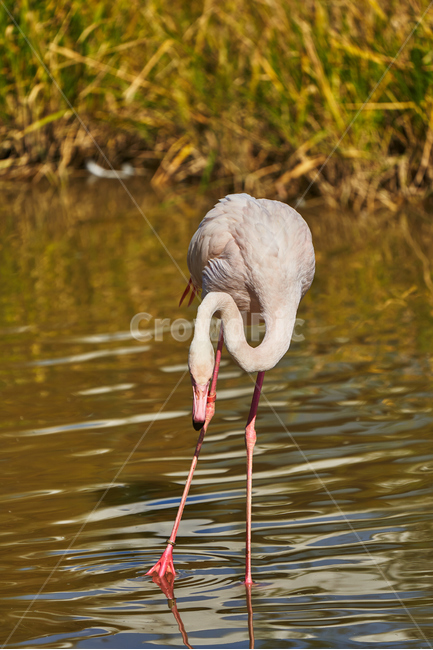 순천만국가정원,순천만정원,조류,플라밍고,새,쓸쓸한,동물,animal,조류,새,birds