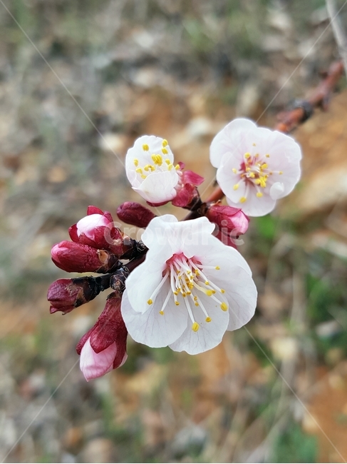 plant,식물,pollen,화분,벚꽃,꽃망울,봄