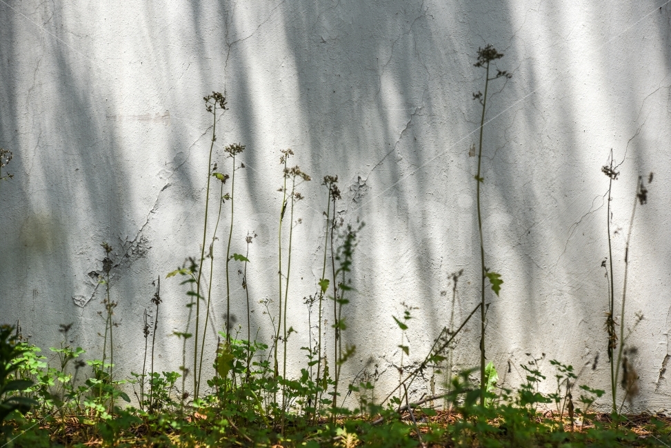 꽃,나무,그림자,빛,분위기,식물,자연,plants,nature,꽃,flower