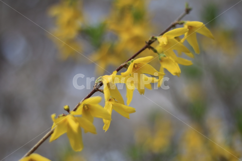 개나리꽃,개나리,자연,봄풍경,노랑,식물,자연,plants,nature,꽃,flower