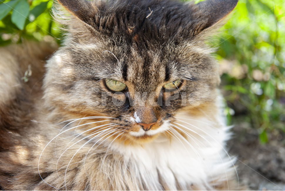 고양이,스위스고양이,장모종,롱헤어,cat,동물,animal,포유류,mammal,고양이,cat,kitten,kitty