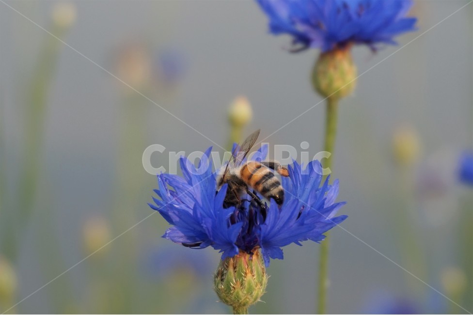 꽃,들꽃,동물,곤충,nature,bee,flower,flowers,insecting,amimal,식물,자연,plants,nature,꽃,flower,동물,animal,곤충,벌레,insect,bug
