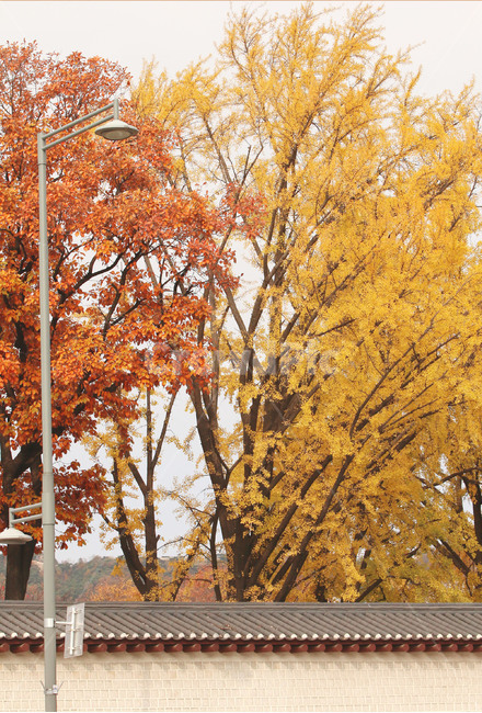 가을,단풍,풍경,한국,전통,감성,korea,autumn,fall,가을풍경