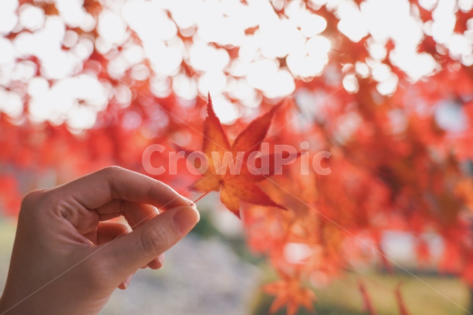 가을,단풍,단풍나무,단풍잎,가을풍경,단풍놀이,maple,leaf,가을,계절,fall,autumn,season,잎,plant,식물,tree,나무