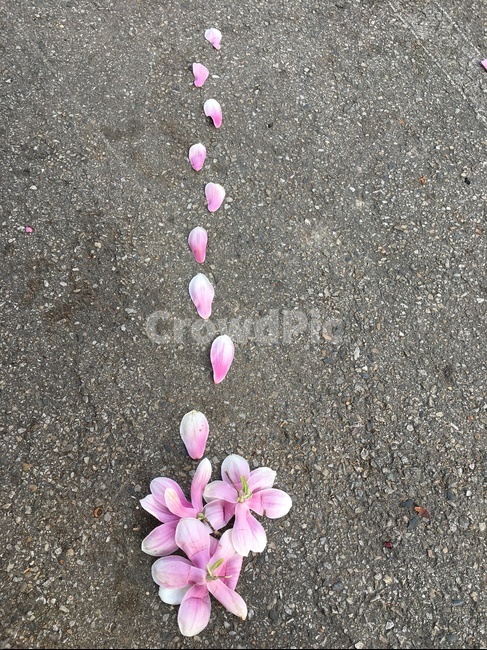 목련,목련꽃길,꽃길,발자국,발자욱,꽃발자국,꽃발자욱,홍목련,아스발트,아스팔트
