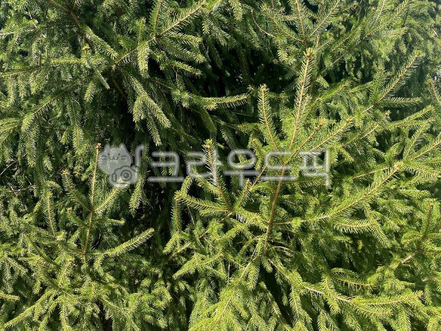 구과식물,나무,식물,풀,초록색,그린,잎,잎파리,잎사귀,자연,conifer,tree,plant,leaf,leaves,nature,green