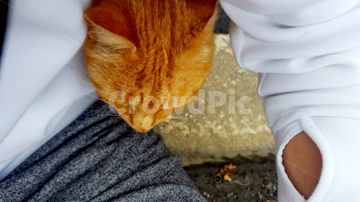 애교,인간,고양이,동물,반려묘,교감,cat,humanandanimal,lovely,communion,동물,animal