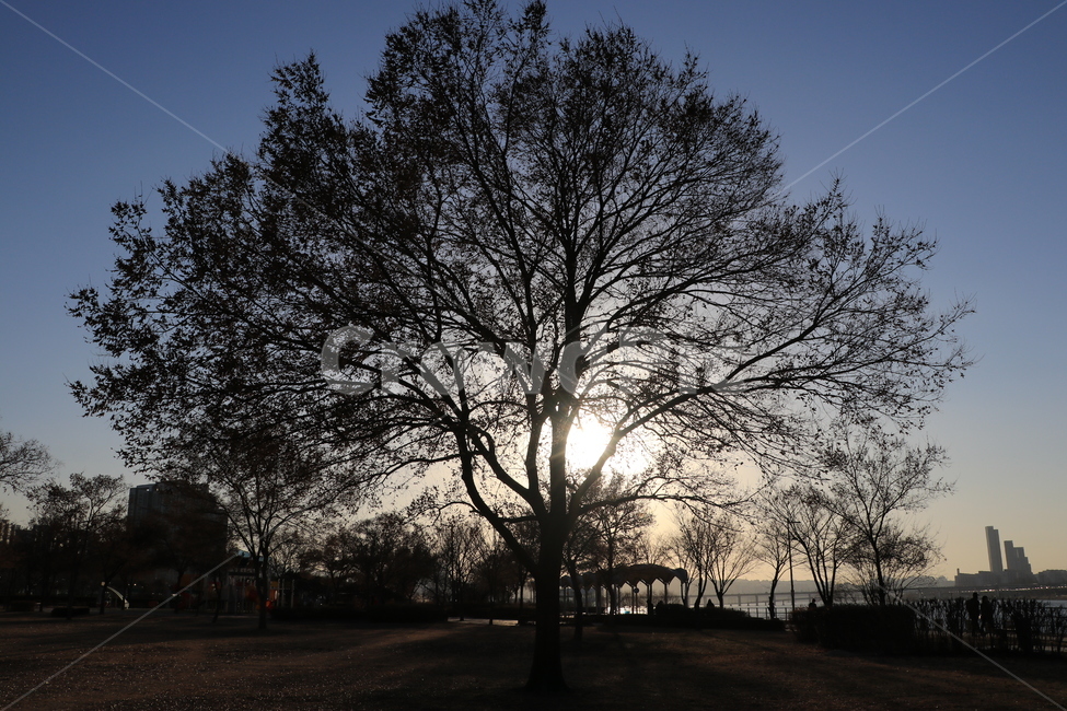 노을,석양,한강,역광,나무,sunset,backlight,hanliver,자연,풍경,nature,landscape,tree,plant,식물,tree trunk,나무 줄기