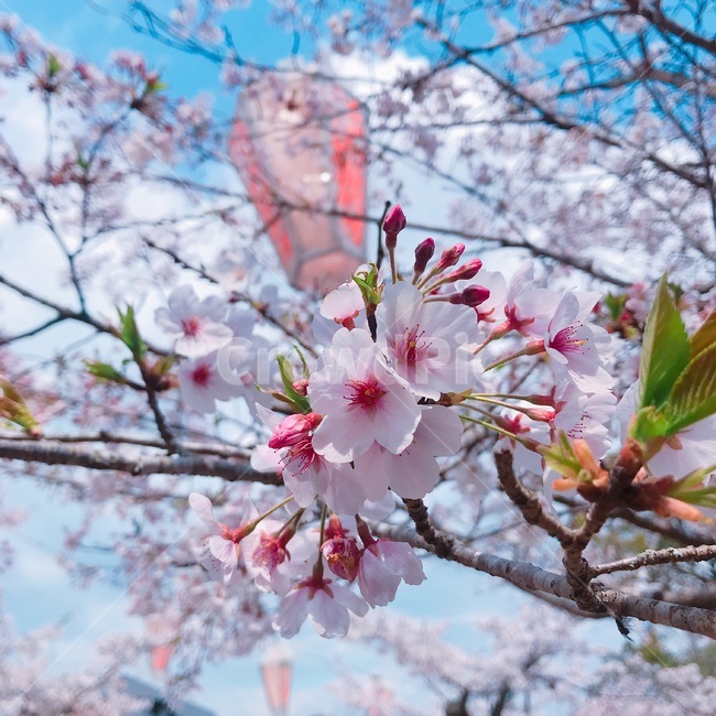 봄,일본벚꽃,벚꽃나무,벚꽃봉우리,4월벚꽃,벚꽃,봄,계절,spring,season,식물,자연,plants,nature,꽃,flower,plant,blossom