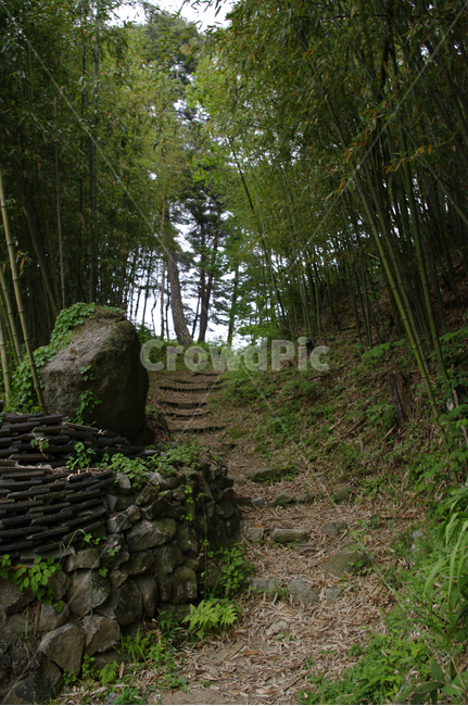 숲길,길,나무,식물,plant,자연,풍경,nature,landscape,식물,plants,나무,trees,wood,ground,바닥