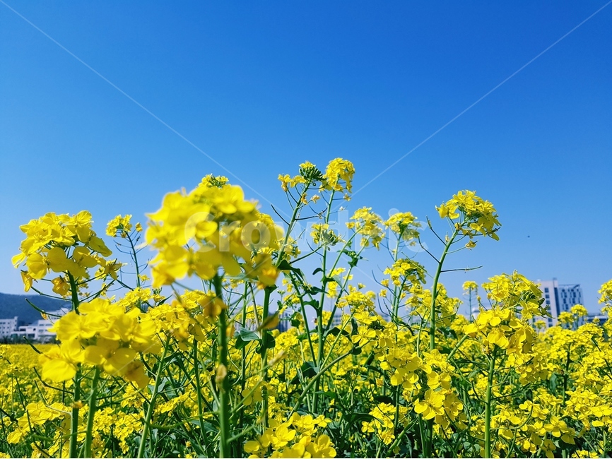 유채꽃,노란색,봄,파랑하늘,풍경,유채밭,봄,계절,spring,season,자연,풍경,nature,landscape,식물,plants,꽃,flower,field,들,outdoors,옥외,grassland,목초지,meadow,farm,농장,rural,농촌