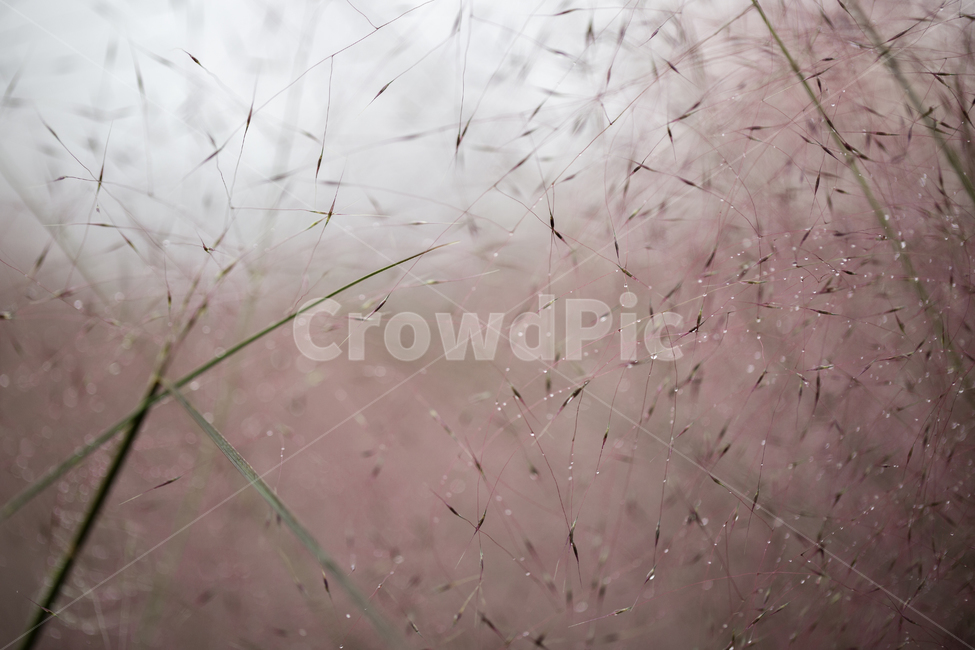 자연,가을,식물,꽃,핑크뮬리,핑크핑크,가을,계절,fall,autumn,season,식물,자연,plants,nature