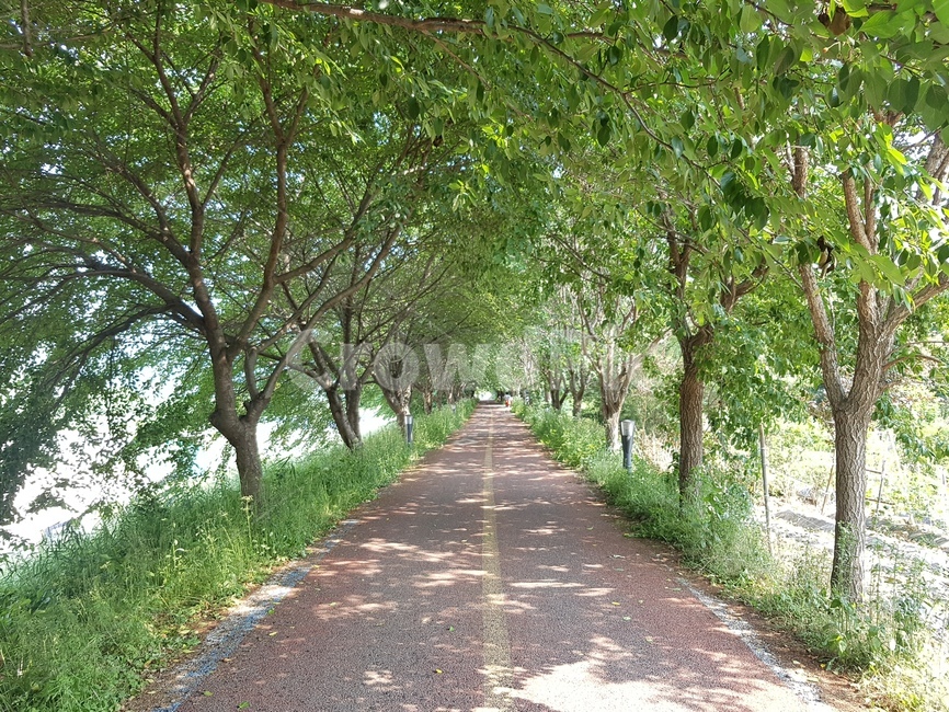 산책로,자전거도로,나무숲,숲길,나무길
