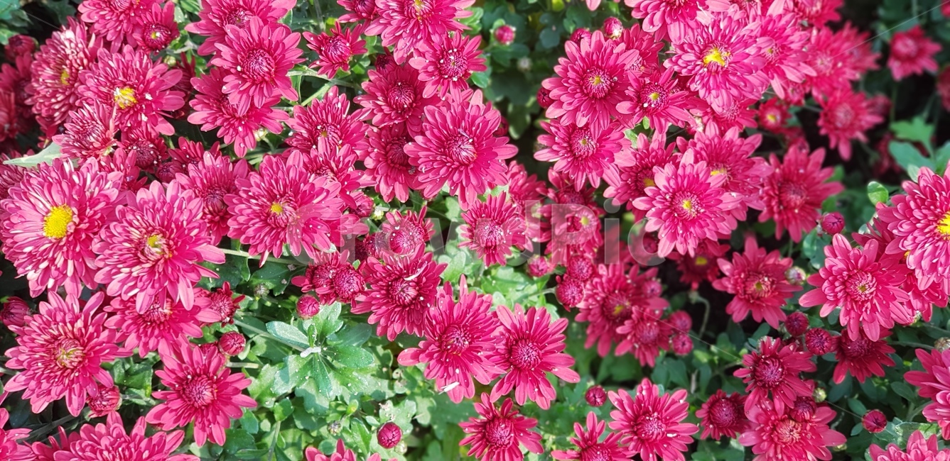 국화과,꽃,분홍,분홍꽃,flower,dahlia,blossom,plant,식물,꽃잎,잎,잎사귀,화단,화분,식물,자연,plants,nature