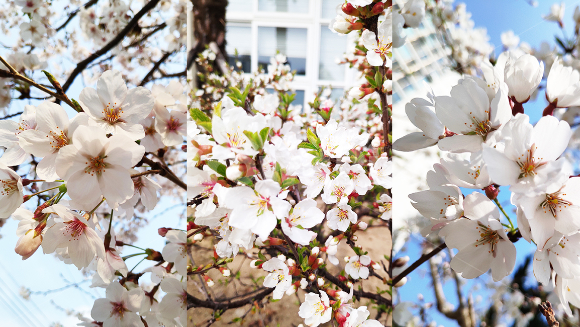 벚꽃,cherryblossom,꽃,봄,spring,식물,plant