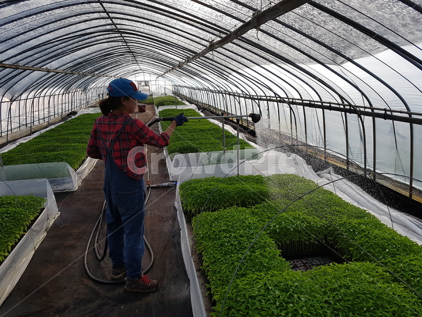 농사,농부,여성농부,수확,채소,귀농,산업,industry,industrial,농업,농사,agriculture,farming,farming industry