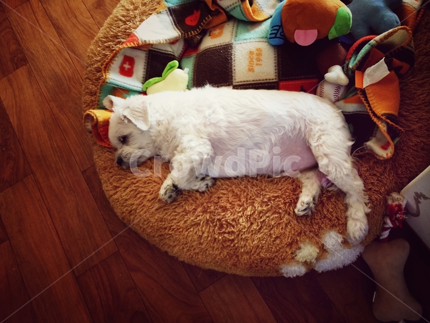 말티즈,강아지,낮잠,돼지강아지,휴식중,동물,animal,포유류,mammal,개,강아지,dog,doggy
