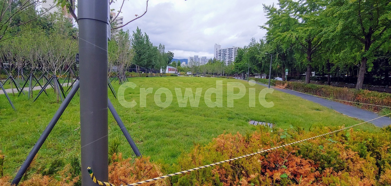 grass,잔디,plant,식물,outdoors,옥외