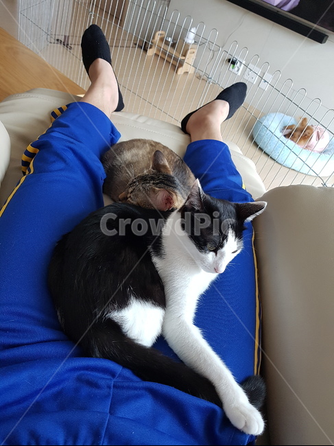 벵갈,코숏,고양이,갈색,검정색,흰색,잠자기,동물,animal,포유류,mammal,고양이,cat,kitten,kitty