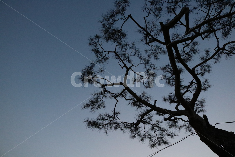 나무,저녁,감성,쉴곳,기댈곳,tree,emotion,sensitivity,휴식