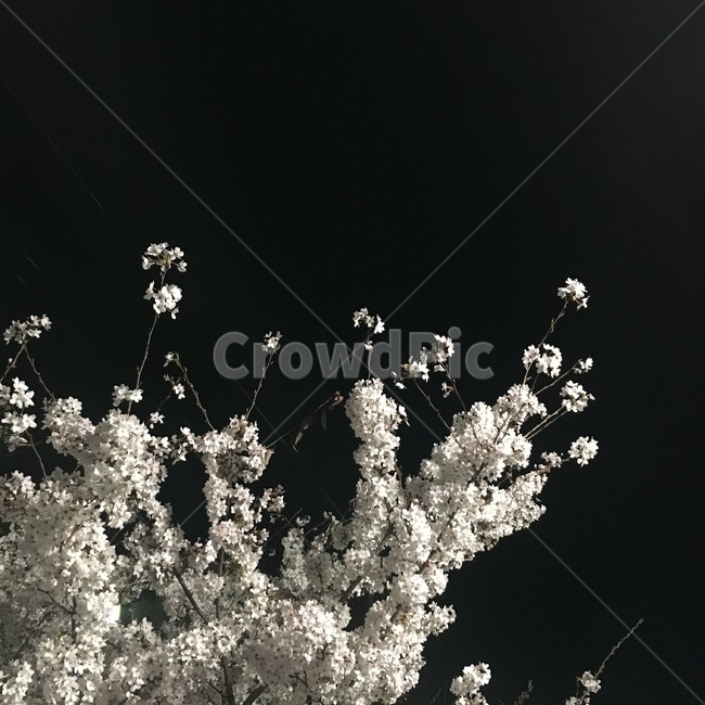 밤,벚꽃,야경,봄,흑백