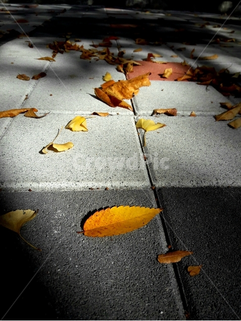 낙엽,leaf,asphalt,street,fall,가을,잎,식물,plant,아스팔트,거리,가을,계절,fall,autumn,season