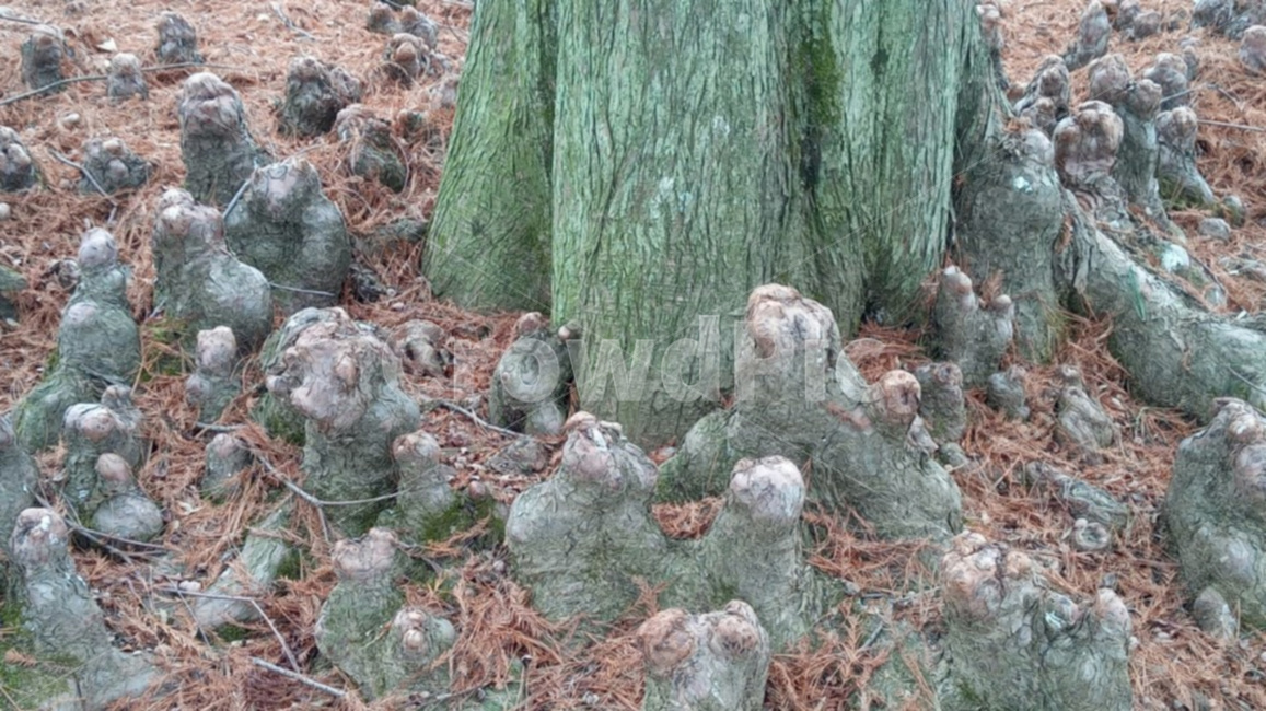 낙우송,낙우송기근,기근,자연,식물,식물,자연,plants,nature