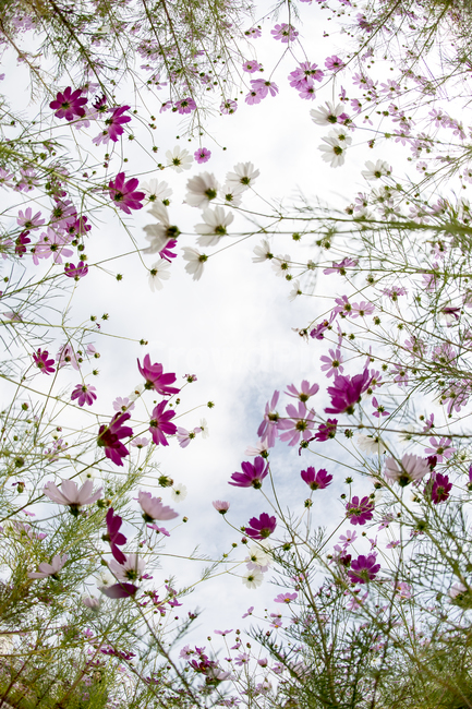 코스모스,하늘바라기,가을,감성,청량함,가을,계절,fall,autumn,season,식물,자연,plants,nature,꽃,flower,plant,blossom,petal,꽃잎,leaf,잎,spring,봄
