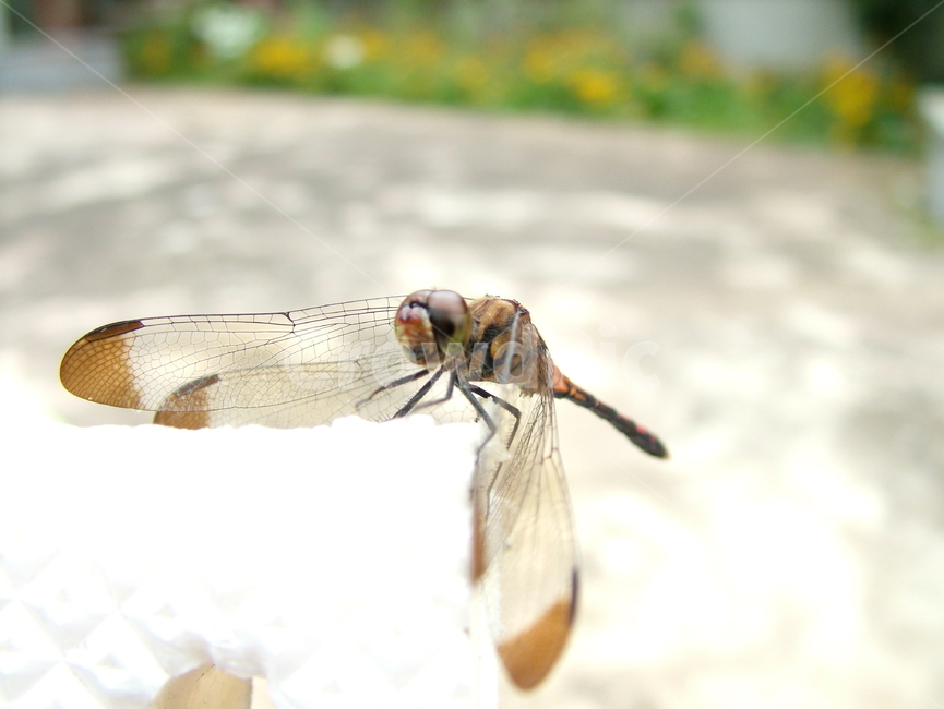 잠자리,곤충,된장잠자리,고추잠자리,접사,곤충,벌레,insect,bug