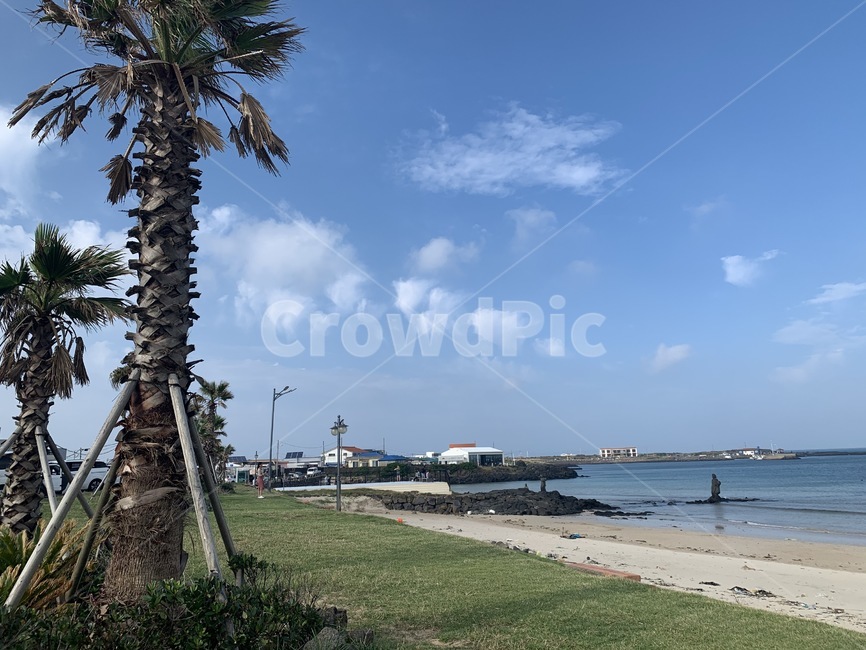 야자수,바다,해안가,하늘,구름,plant,식물,tree,나무,palmtree