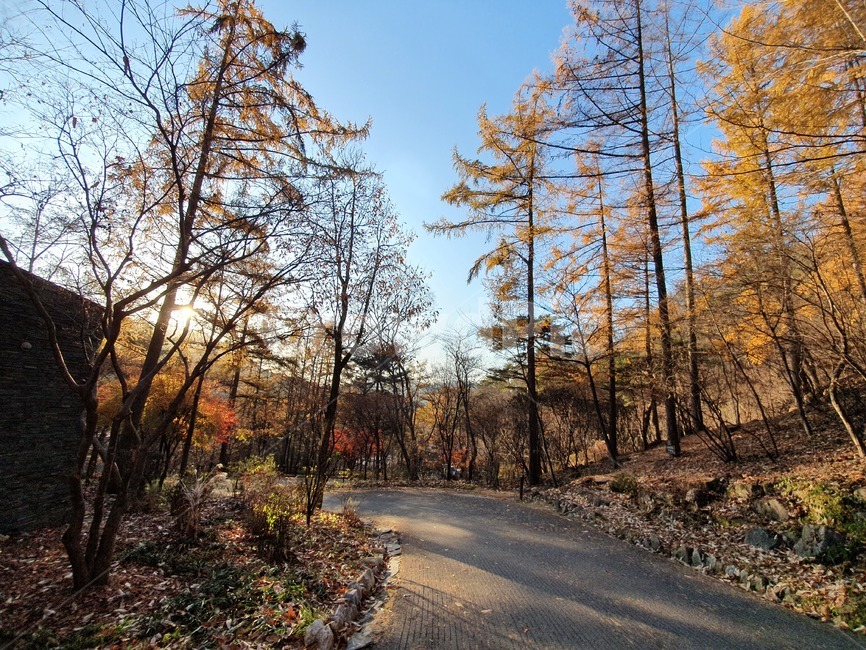 숲길,산책,나무,풍경,자연