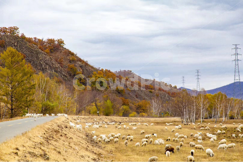 nature,자연,산,양떼,가을,나무,단풍,자연,풍경,nature,landscape,동물,animal,포유류,mammal